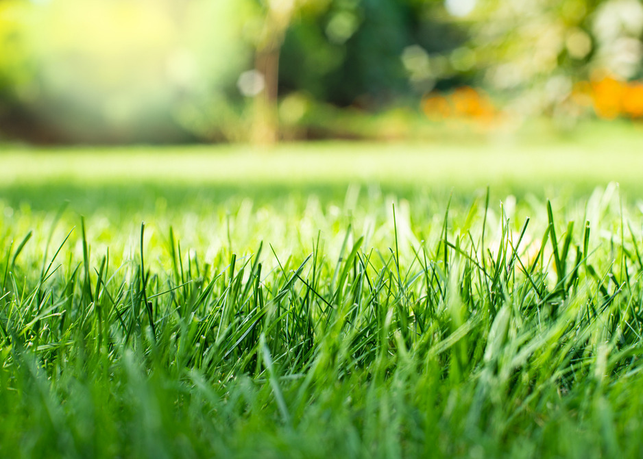 Grass